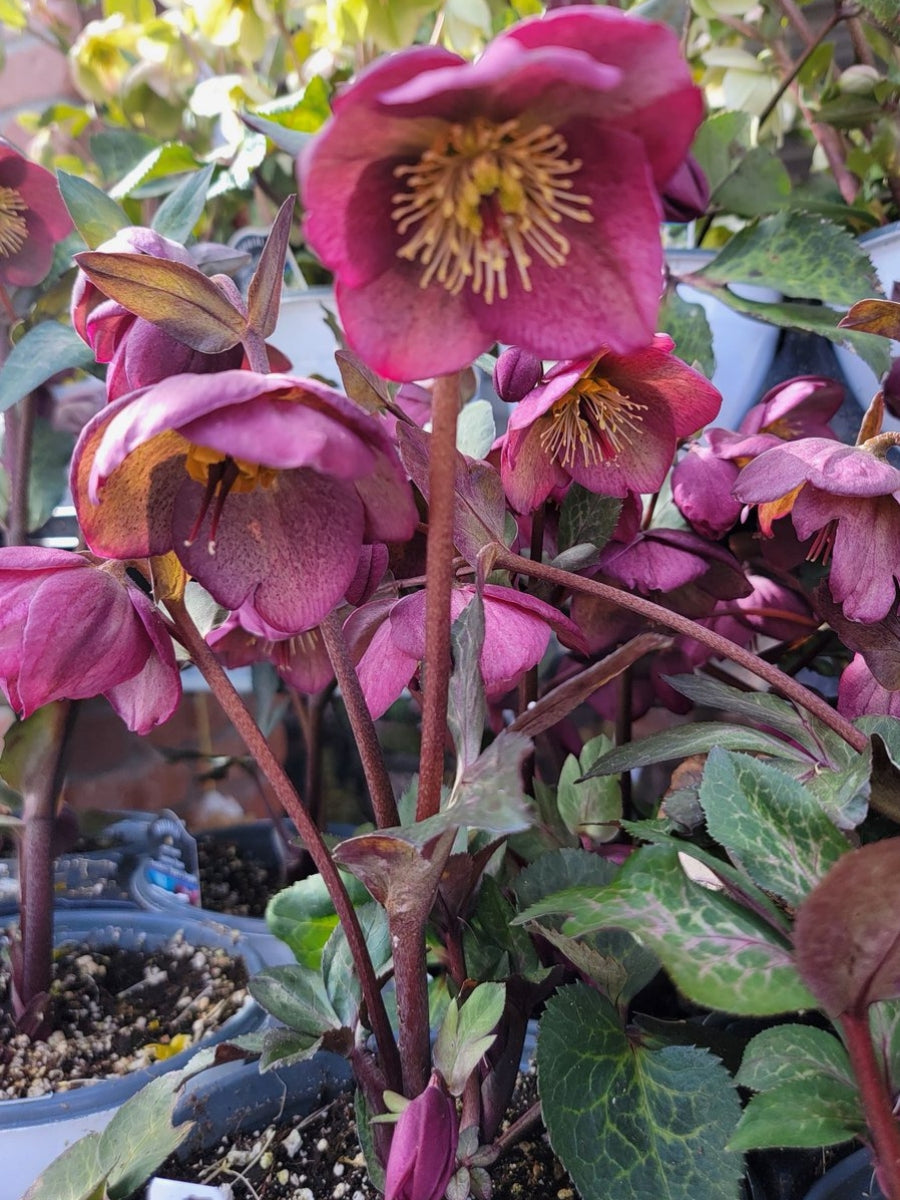 Hellebore Winter Angels 'Charmer' 1G